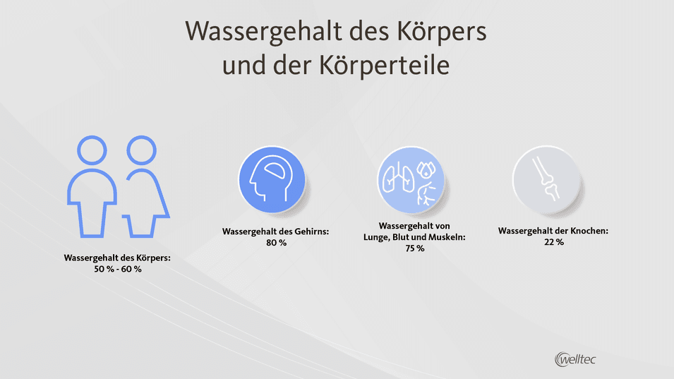 Infografik, die den Wassergehalt des Körpers (50 % – 60 %) sowie den Wassergehalt des Gehirns (80 %), der Lunge, des Blutes und der Muskeln (75 %) und der Knochen (22 %) zeigt.