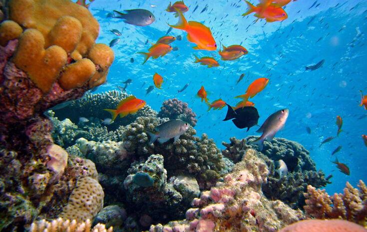 Mehrere Fische schwimmen um ein Korallenriff