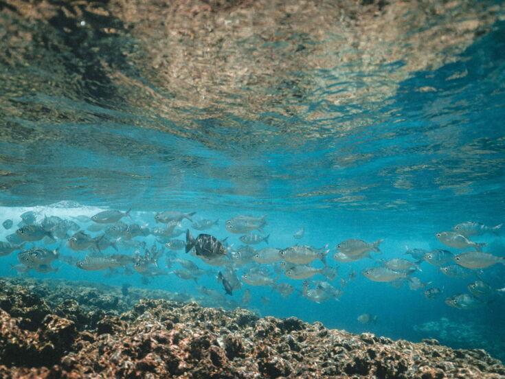 Viele Fische schwimmen im Wasser