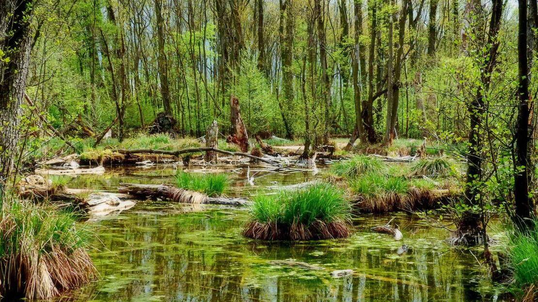 Ein Gewässer in einem Wald