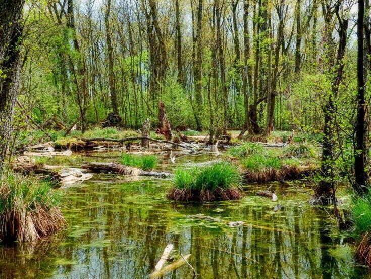 Ein Gewässer in einem Wald